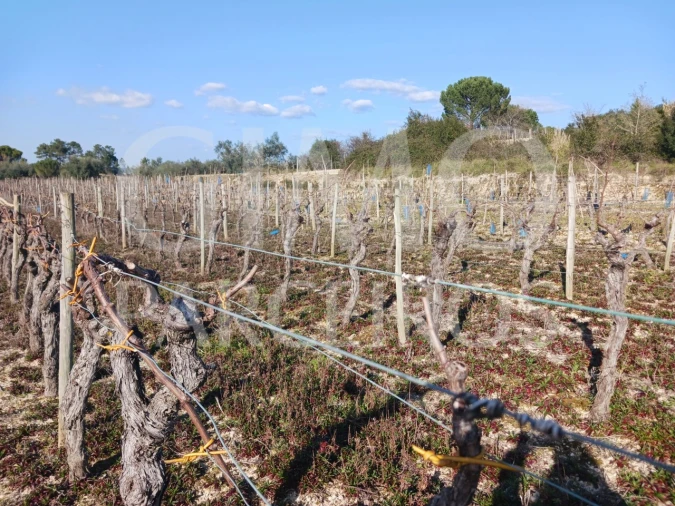 Terreno para Venda em Casal Comba Foto 10