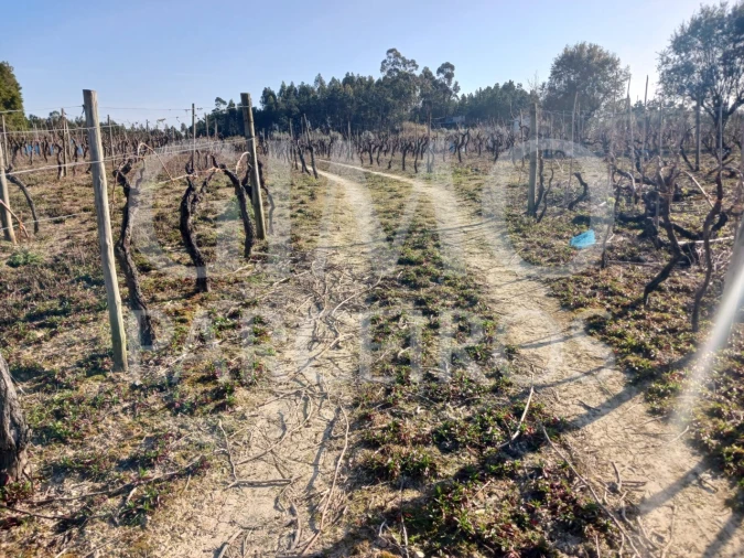 Terreno para Venda em Casal Comba Foto 13