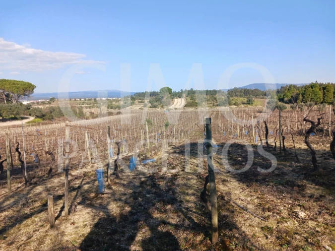 Terreno para Venda em Casal Comba Foto 9