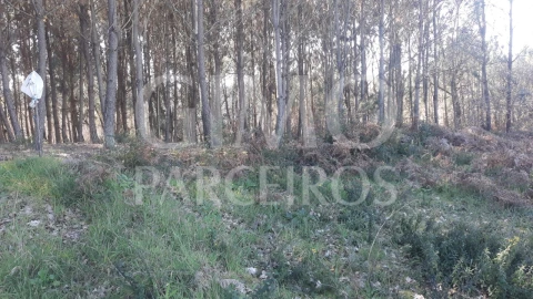 Terreno para Venda em Oliveira do Bairro