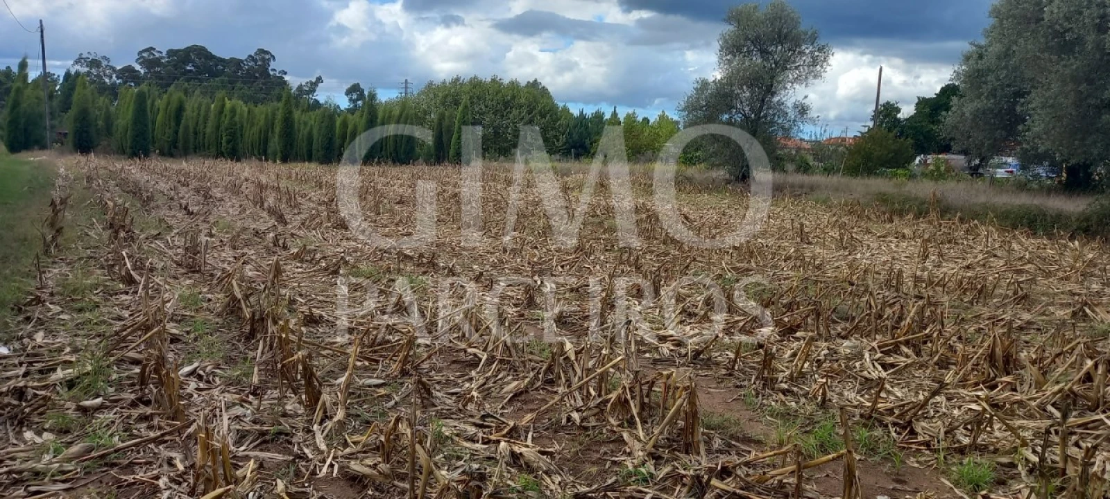 Terreno para Venda em Oiã Foto 3