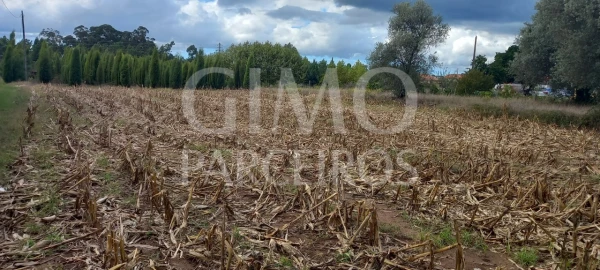 Terreno para Venda em Oiã