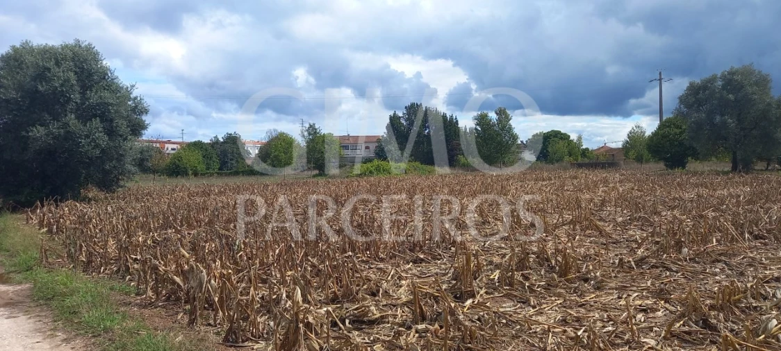 Terreno para Venda em Oiã Foto 11