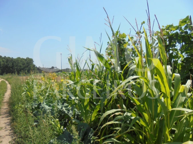 Terreno para Venda em Oiã Foto 6