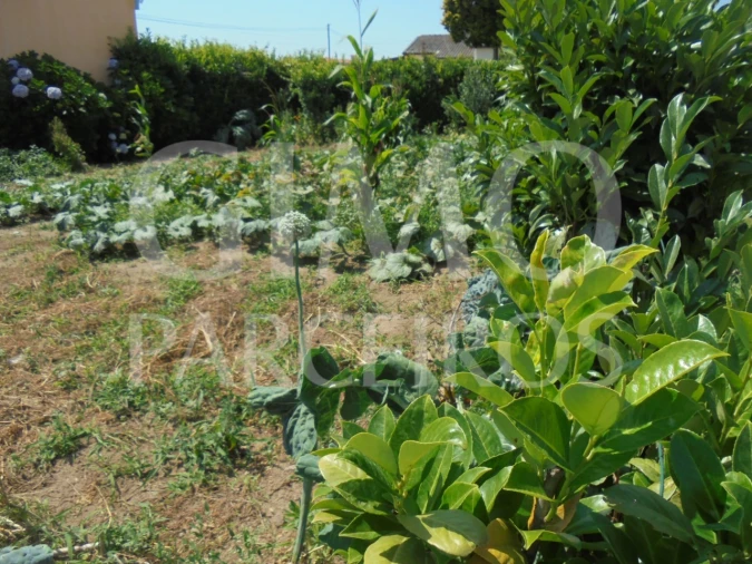 Terreno para Venda em Oiã Foto 7