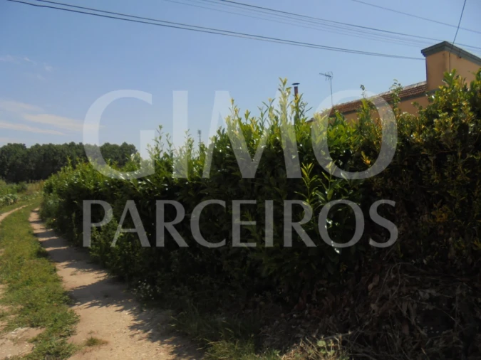 Terreno para Venda em Oiã Foto 8