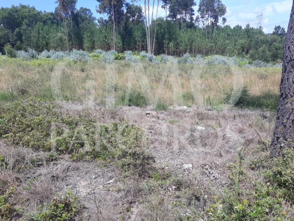 Terreno para Venda em Sangalhos Foto 10