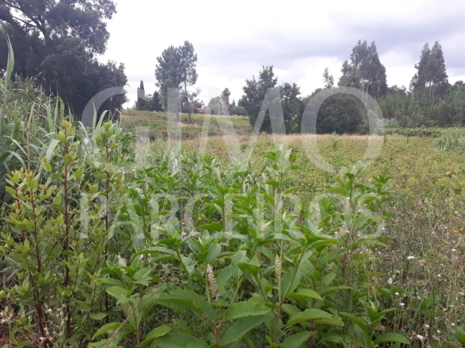 Terreno para Venda em Sangalhos Foto 4