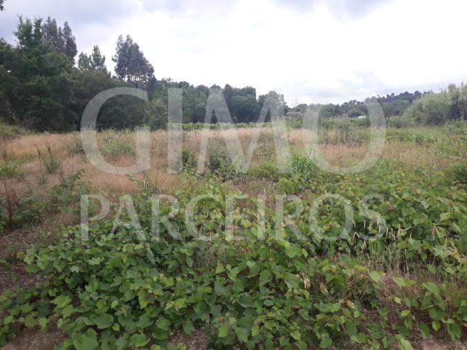 Terreno para Venda em Sangalhos Foto 5