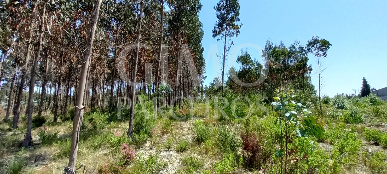Terreno para Venda em Palhaça Foto 3