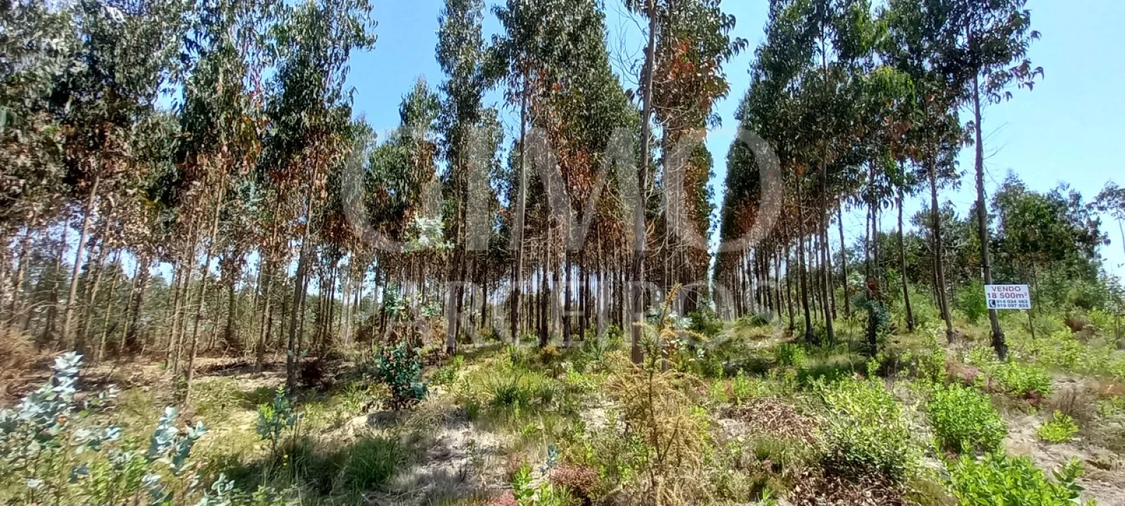 Terreno para Venda em Palhaça Foto 4