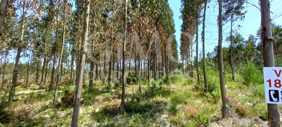 Terreno para Venda em Palhaça Foto 2