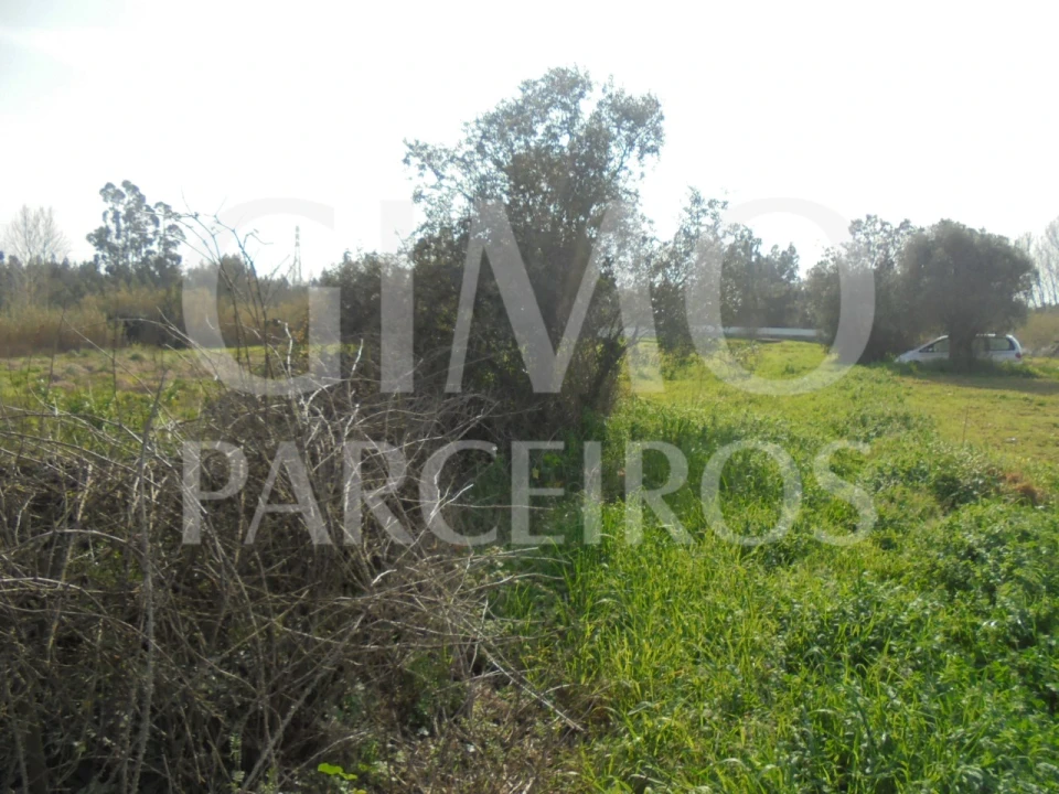 Terreno para Venda em Bustos, Troviscal e Mamarrosa Foto 19