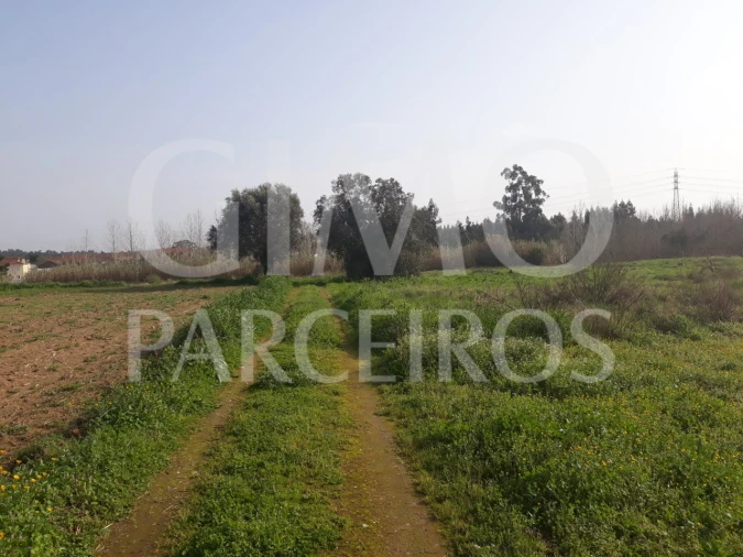 Terreno para Venda em Bustos, Troviscal e Mamarrosa Foto 2