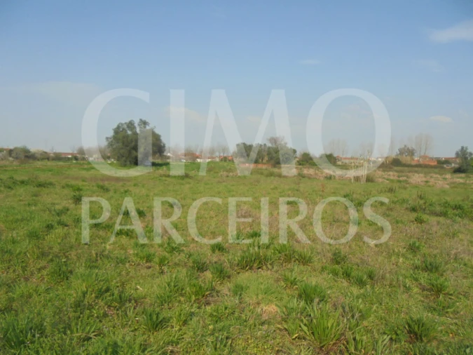 Terreno para Venda em Bustos, Troviscal e Mamarrosa Foto 7