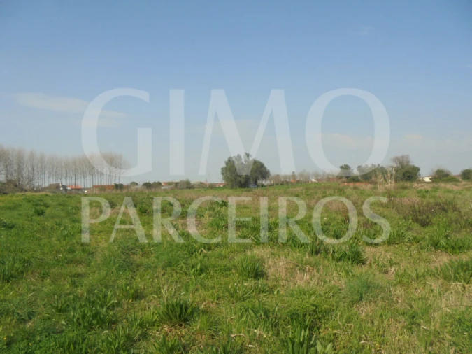 Terreno para Venda em Bustos, Troviscal e Mamarrosa Foto 10