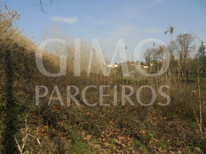 Terreno para Venda em Bustos, Troviscal e Mamarrosa Foto 11