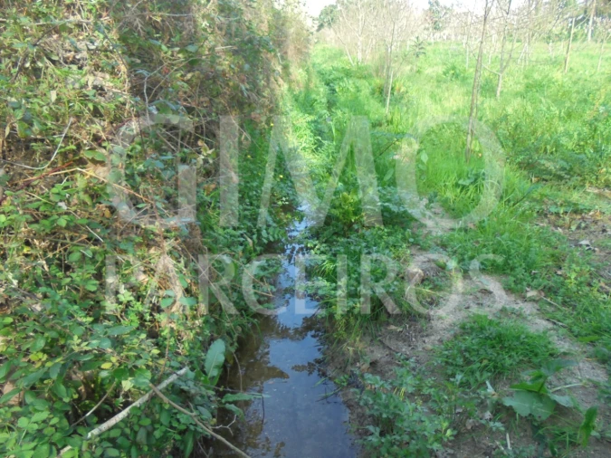 Terreno para Venda em Bustos, Troviscal e Mamarrosa Foto 12
