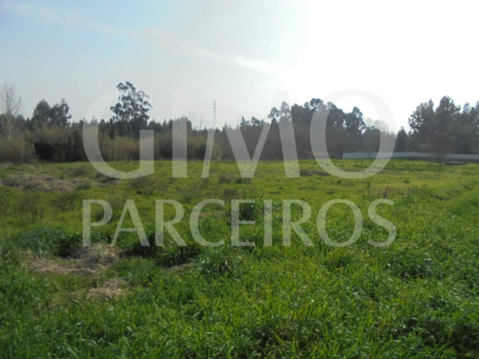 Terreno para Venda em Bustos, Troviscal e Mamarrosa Foto 16