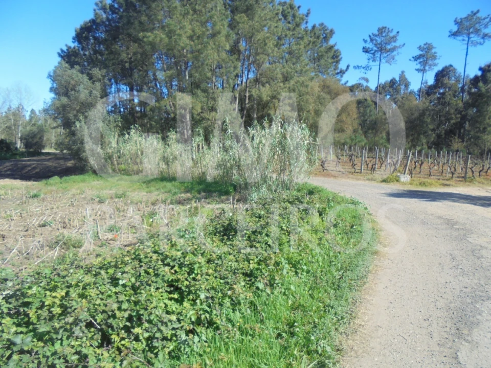 Terreno para Venda em Oiã Foto 8