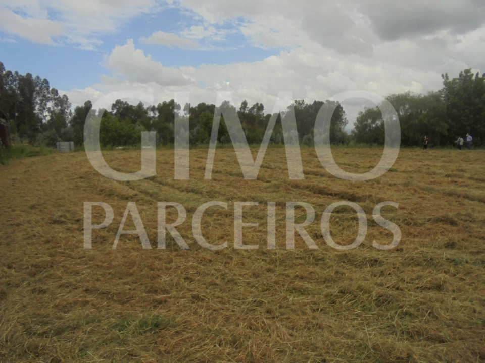 Terreno para Venda em Oiã Foto 6