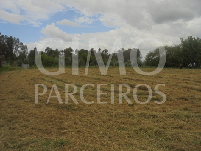 Terreno para Venda em Oiã Foto 4