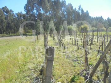 Terreno para Venda em Oliveira do Bairro