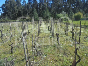 Terreno para Venda em Oliveira do Bairro