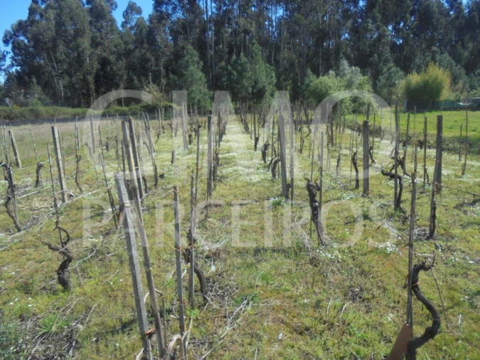 Terreno para Venda em Oliveira do Bairro Foto 2