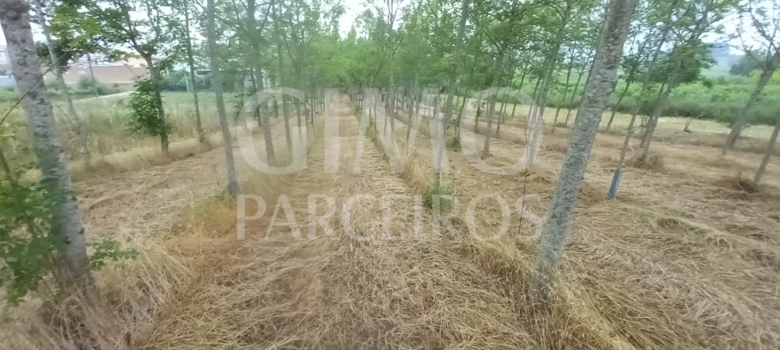 Terreno para Venda em Amoreira da Gândara, Paredes do Bairro e Ancas Foto 4