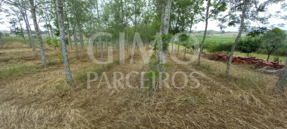 Terreno para Venda em Amoreira da Gândara, Paredes do Bairro e Ancas Foto 5