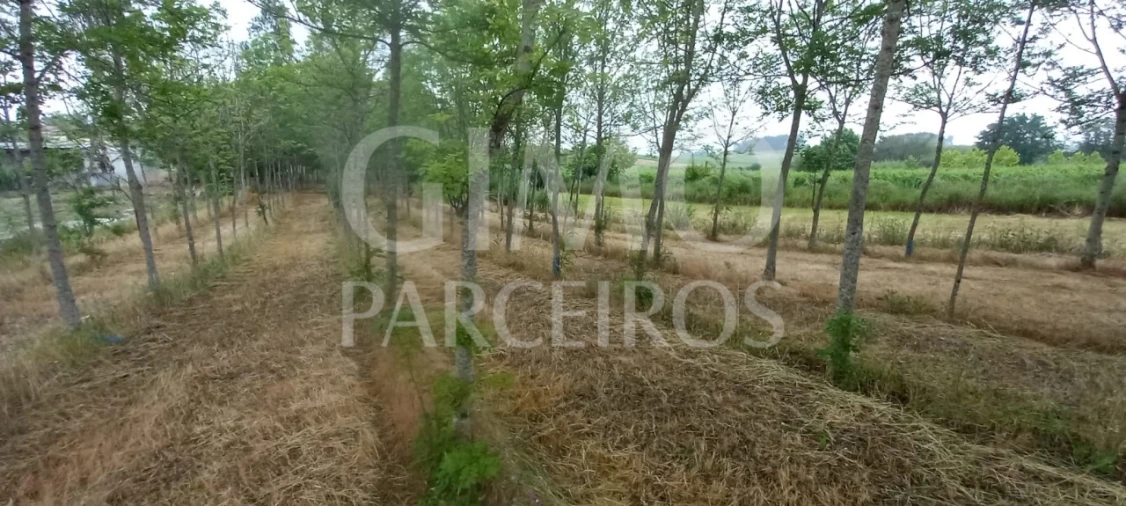 Terreno para Venda em Amoreira da Gândara, Paredes do Bairro e Ancas Foto 7