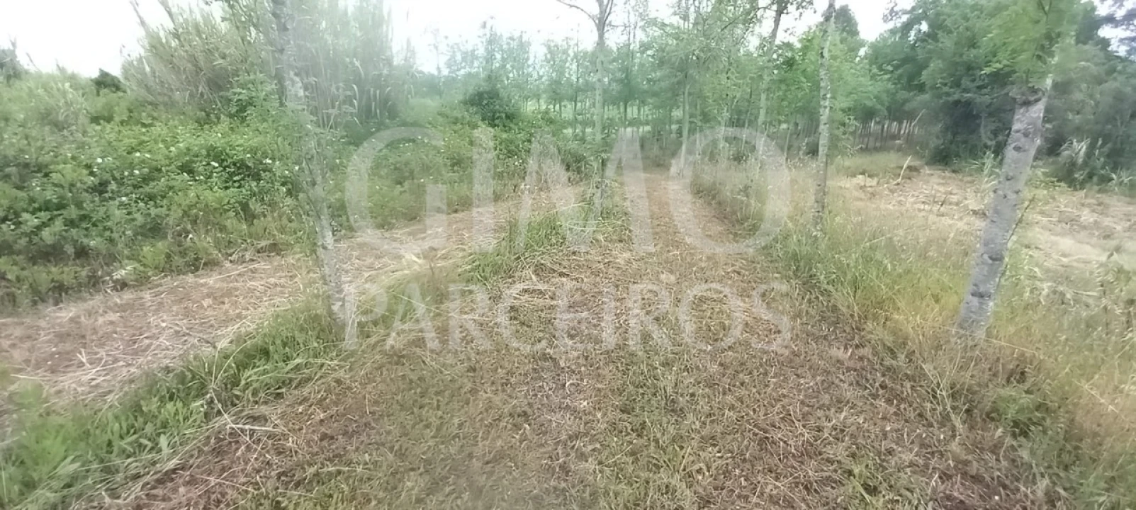 Terreno para Venda em Amoreira da Gândara, Paredes do Bairro e Ancas Foto 5