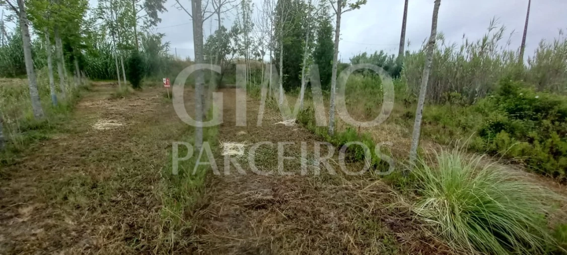 Terreno para Venda em Amoreira da Gândara, Paredes do Bairro e Ancas Foto 4