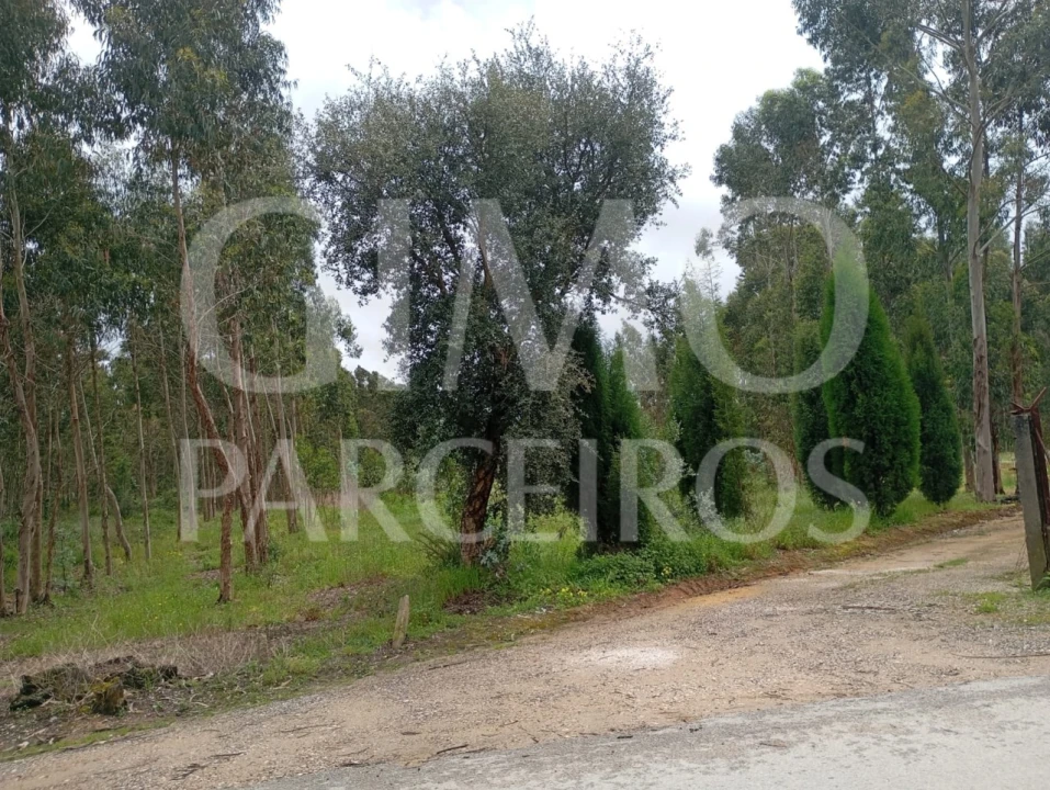 Terreno para Venda em Oiã Foto 16