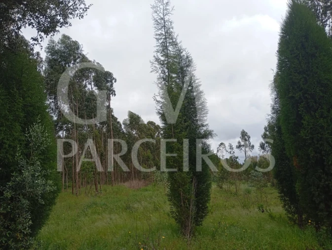 Terreno para Venda em Oiã Foto 1