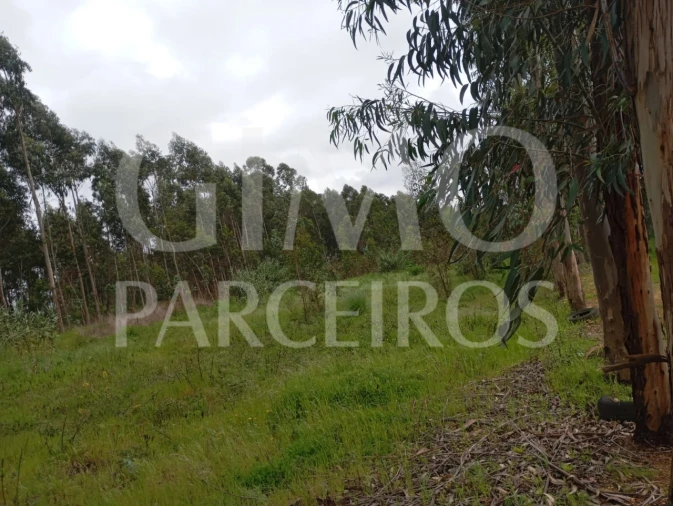 Terreno para Venda em Oiã Foto 5