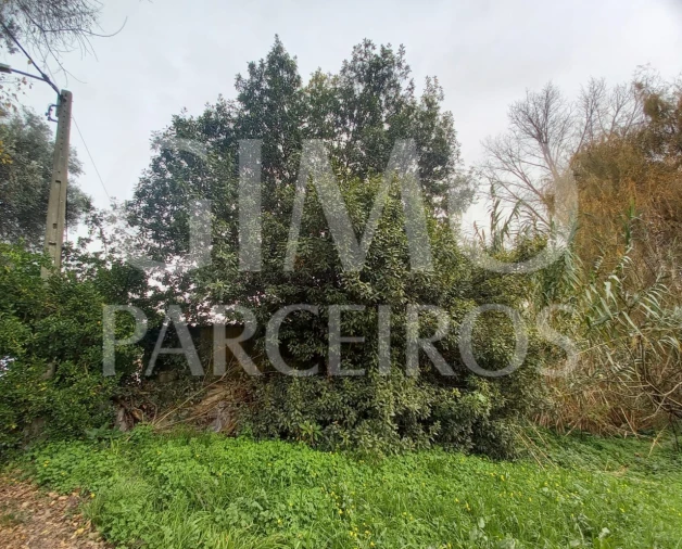 Terreno para Venda em Oiã Foto 1