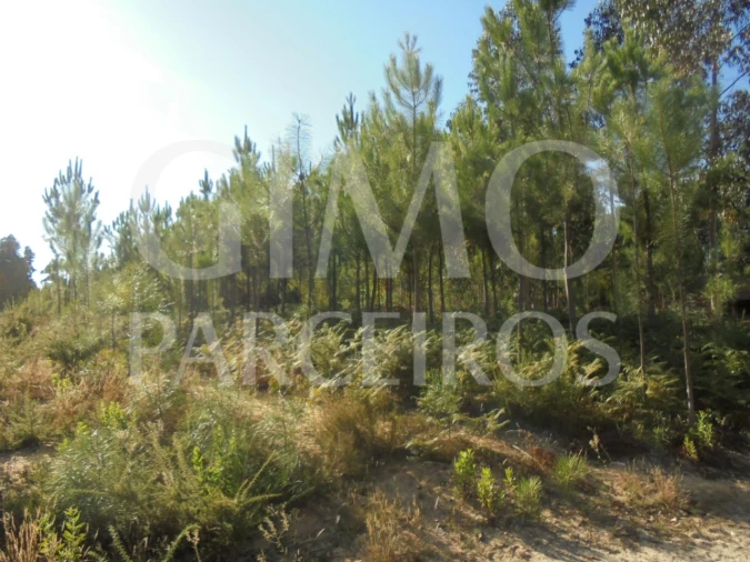 Terreno para Venda em Oliveira do Bairro Foto 2