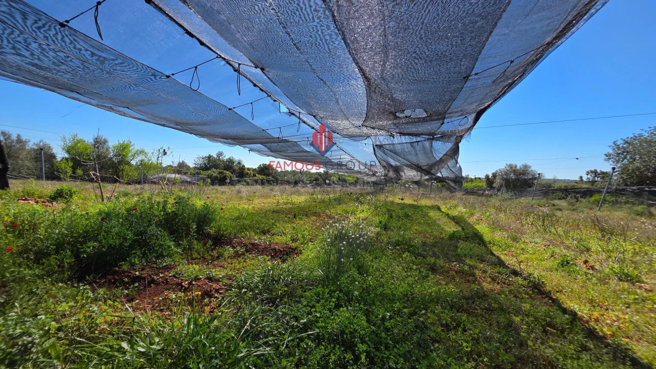 Terreno Agricola ou Rústico para Venda em São Bartolomeu de Messines Foto 20
