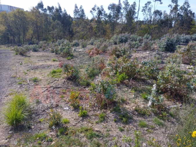 Terreno para Venda em Custóias, Leça do Balio e Guifões Foto 2