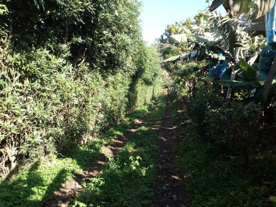 Terreno para Venda em Vila Franca do Campo (São Miguel) Foto 10