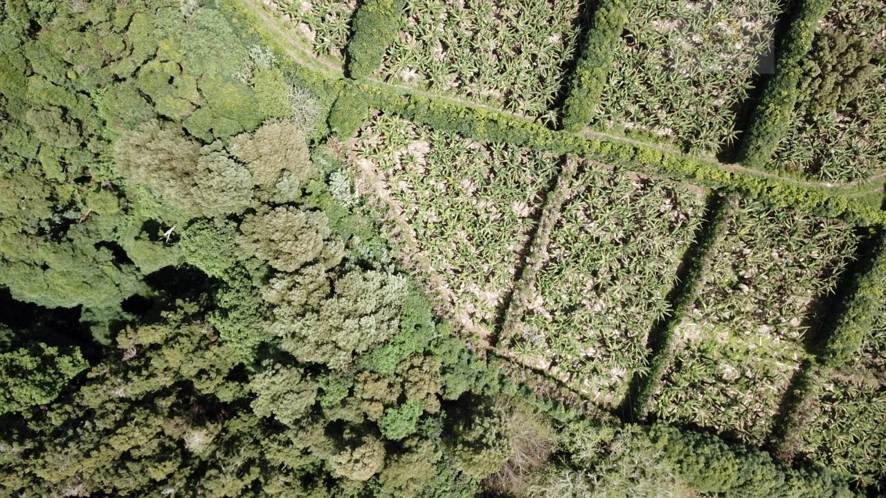 Terreno para Venda em Vila Franca do Campo (São Miguel) Foto 16