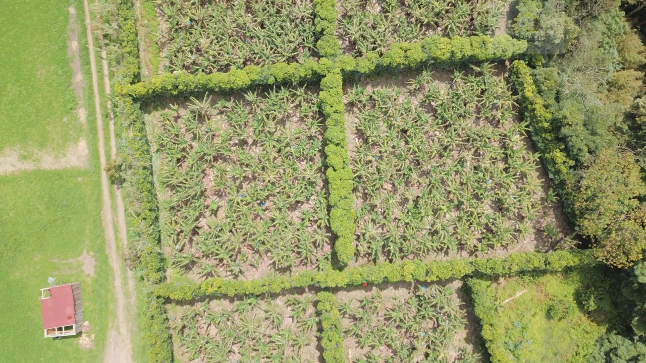 Terreno para Venda em Vila Franca do Campo (São Miguel) Foto 2