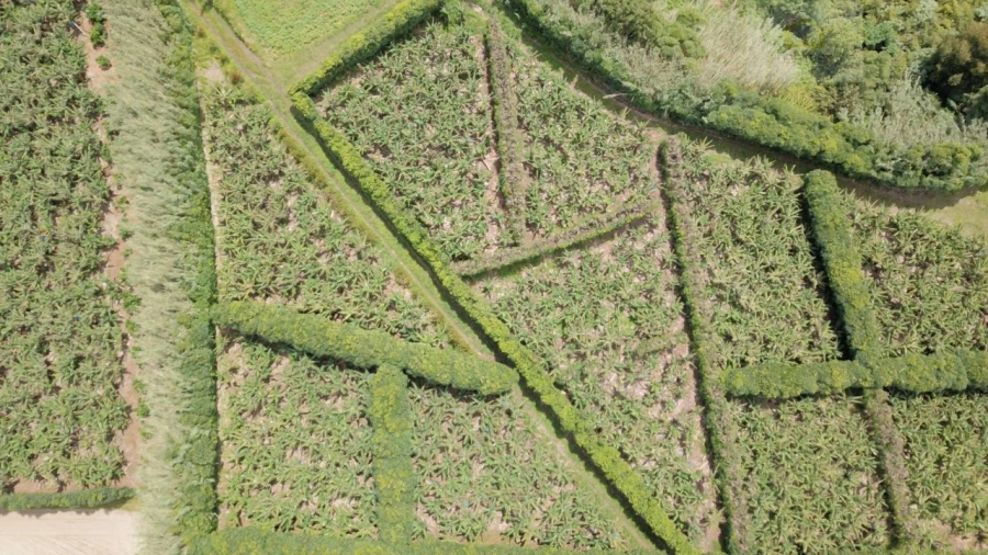 Terreno para Venda em Vila Franca do Campo (São Miguel) Foto 25