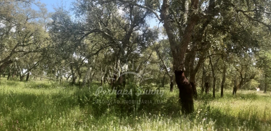 Terreno para Venda em Santa Maria do Castelo e Santiago e Santa Susana Foto 5