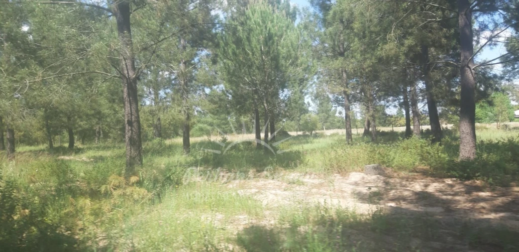 Terreno para Venda em Santa Maria do Castelo e Santiago e Santa Susana Foto 10