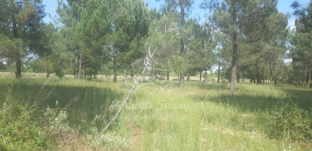 Terreno para Venda em Santa Maria do Castelo e Santiago e Santa Susana Foto 11