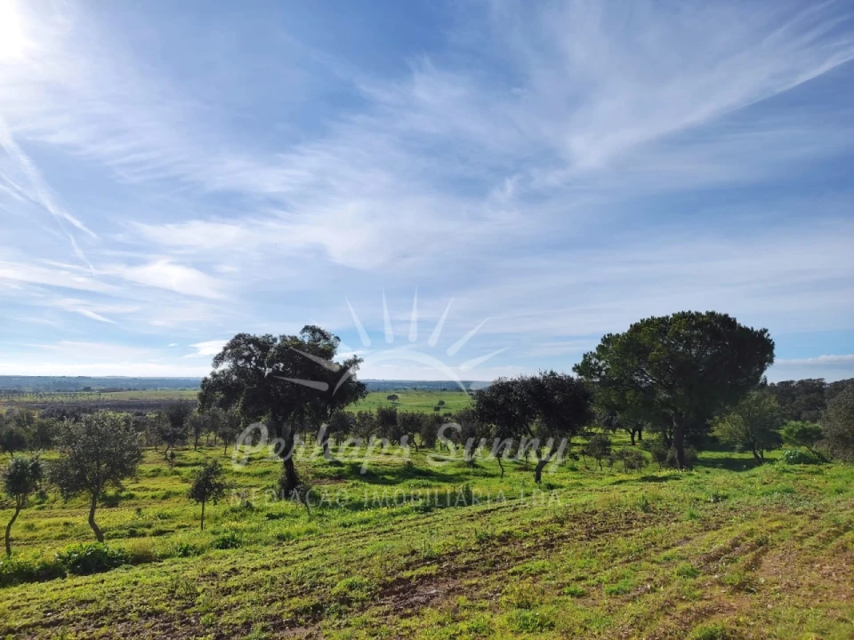 Terreno para Venda em Azinheira dos Barros e São Mamede do Sádão Foto 7