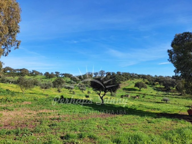 Terreno para Venda em Azinheira dos Barros e São Mamede do Sádão Foto 9